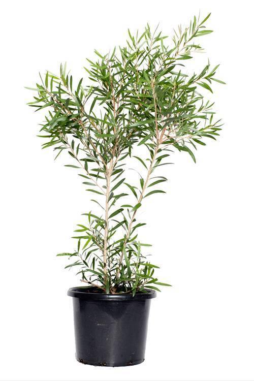 Bottle Brush-Callistemon Viminal -Outdoor Flowering Plant