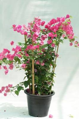 Bougainvillea