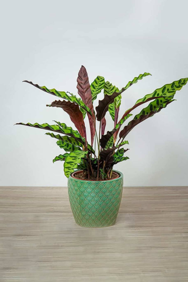 Calathea lancifolia Holland