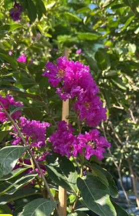 Crepe Myrtle || Lagerstroemia indica || كريب ميرتل || Vibrant Summer Blooms for UAE & KSA