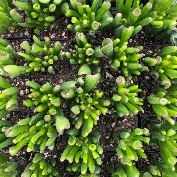 كراسولا أوفاتا هوبيت ميني