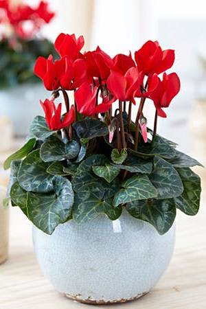 Cyclamen