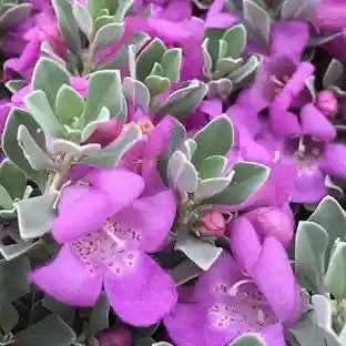 نبات المريمية تكساس رينجر - Leucophyllum Frutescens - نبات مزهر خارجي