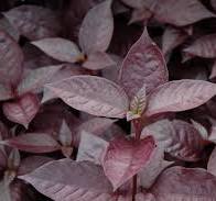 Alternanthera Purple Knight || Joseph’s Coat || Alternanthera Dentata || ألتيرانثيرا بيربل نايت || Colorful Foliage Plant for UAE & KSA