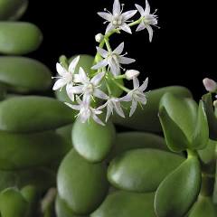 Jade Plant || Money Plant || Crassula Ovata || شجرة المال || Low-Maintenance Indoor Plant UAE & KSA