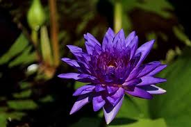 زنبق الماء ملك سيام