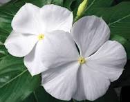 نبات البنفسج (فينكا) - كاثارانثوس روزيوس - نبات مزهر خارجي