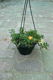 مجوهرات الشمس من بورتولاكا