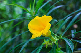 Cascabela Thevetia || Yellow Oleander || الدفلى الصفراء || Tropical Flowering Shrub for UAE & KSA