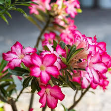Desert Rose || Adenium Obesum || الورد الصحراوي || Vibrant Flowering Plant for Gardens UAE & KSA