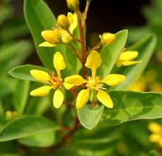 Golden Thryallis  || Golden Showers || Rain of Gold || غالفيميا || Ornamental Flowering Shrub for Hedges — UAE & KSA