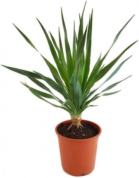 Dracaena draco