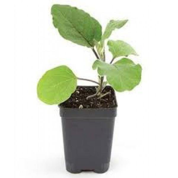 Egg Plant-Solanum Melongena