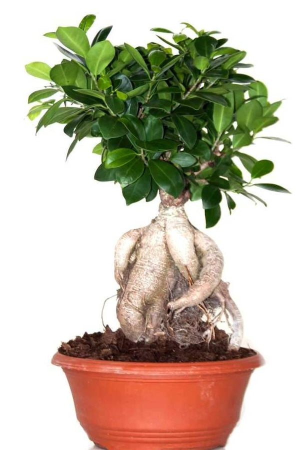 Ginseng Bonsai 60cm Indoor