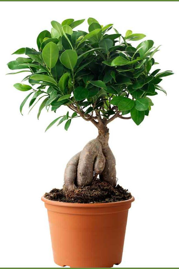 Ginseng Bonsai 30cm Outdoor