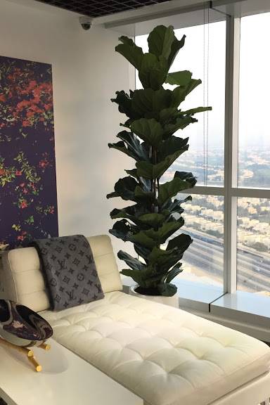 Fiddle-leaf Fig 150cm - 200cm