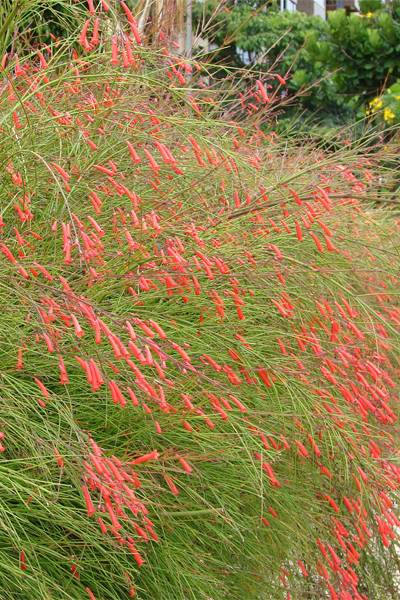 Firecracker Plant
