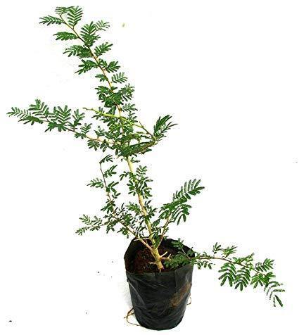 Ghaf-National Tree Of UAE-Prosopis Cineraria