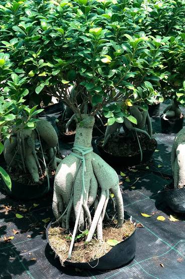 Ginseng Bonsai 60cm Outdoor