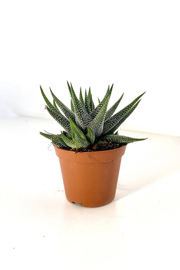 Haworthia Dwarf Aloe
