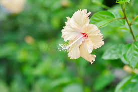 Hibiscus Rosa Sinensis “Cream” || كركديه كريمي || Elegant Cream Blooms for UAE & KSA