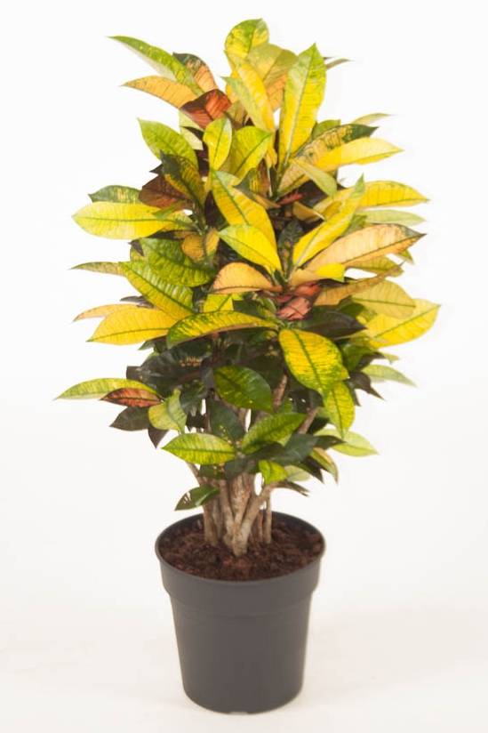 Codiaeum Iceton – Croton