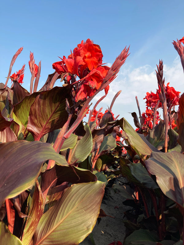 زنبق القنا الأحمر - كانا إنديكا - نبات مزهر خارجي