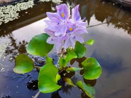 Water Hyacinth || Eichhornia Crassipes || زهرة النيل || Beautiful Floating Plant for Ponds & Water Features UAE & KSA