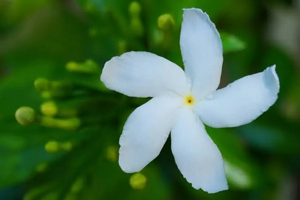 Crepe Jasmine (Pinwheel Flower) || Tabernaemontana divaricata || الياسمين المروحي || Fragrant Evergreen Shrub UAE & KSA