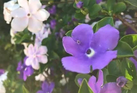 أمس واليوم - غدًا، برونفيلسيا جرانديفلورا - نبات مزهر خارجي