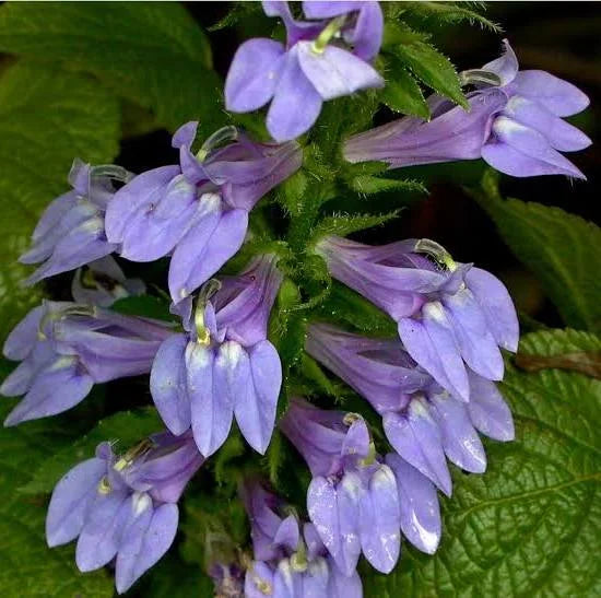 لوبيليا ديب بلو - لوبيليا إيرينوس - نبات مزهر