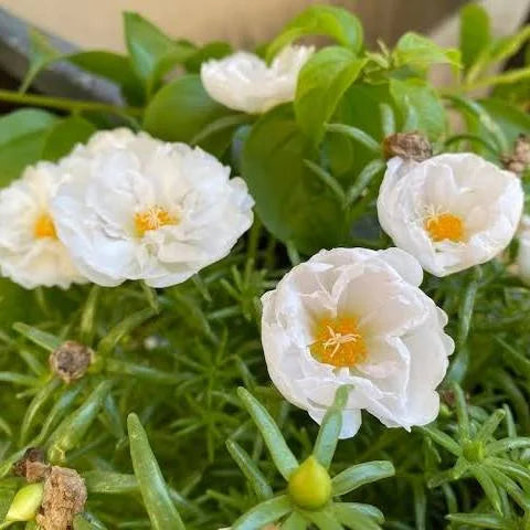 نبات بورتولاكا جرانديفلورا المزهر في الهواء الطلق