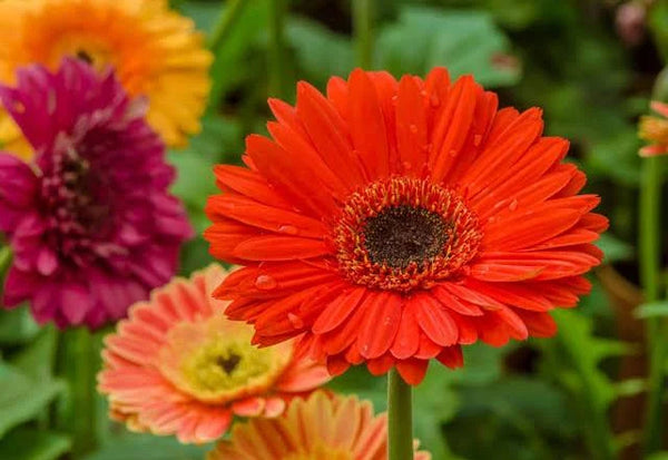 زهرة الجربيرا - زهرة ترانسفال - نبات مزهر سنوي داخلي