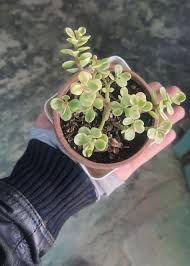 بونساي اليشم القزم أفرا