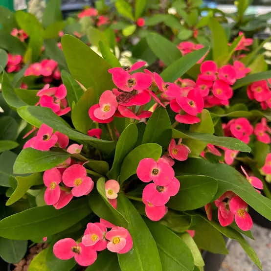Christ Plant || Euphorbia Milii || Crown of Thorns || نبات تاج المسيح || Long-Lasting Blooming Ornamental Shrub || UAE & KSA