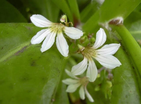 Hawaiian Half Flower || Beach Naupaka || Scaevola taccada || زهرة هاواي النصفية || Coastal Ornamental Shrub UAE & KSA