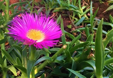 Ice Plant || Aizoaceae || نبات الجليد || Drought-Tolerant Succulent Groundcover for UAE & KSA