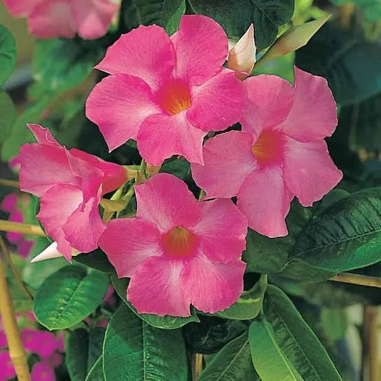 Mandevilla Sanderi || Brazilian Jasmine || برازیلی چنبیلی || Outdoor Flowering Vine UAE & KSA
