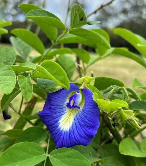 أجنحة الحمام الآسيوي - كليتوريا تيرناتيا - نبات مزهر خارجي