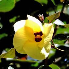 Sea Hibiscus|| Beach Hibiscus || Hibiscus tiliaceus || كركديه الشاطئ || Coastal Beauty for UAE & KSA