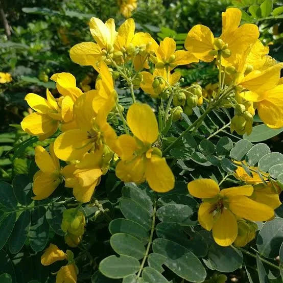 السنا الإسكندراني (نبات زينة) - نبات مزهر خارجي