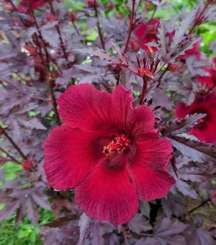 Cranberry Hibiscus || Hibiscus acetosella || كركديه التوت البري || Vibrant Red Foliage for UAE & KSA