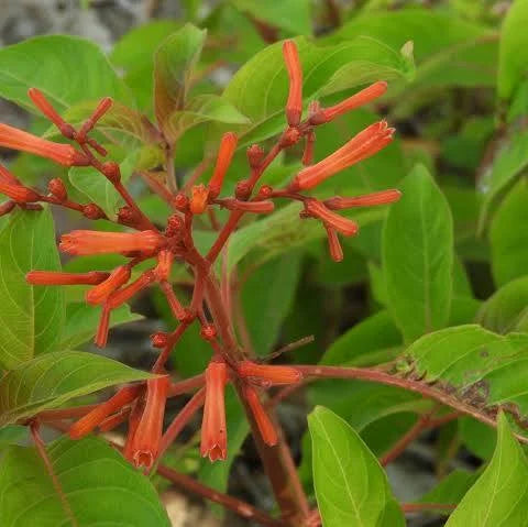 شجيرة حريق تكساس