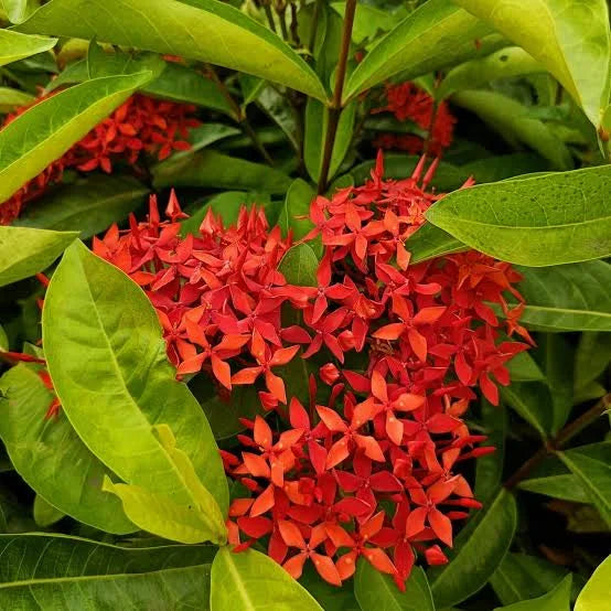 Ixora Coccinea || Ixora Plant || إكسورا || Vibrant Flowering Shrub UAE & KSA