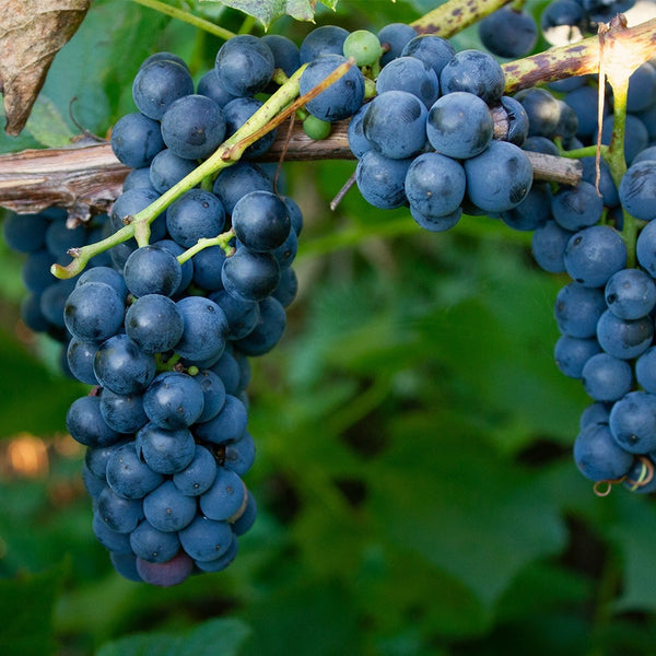 Vitis vinifera Or Grapes Plant Mature الشجرالعنب فاين