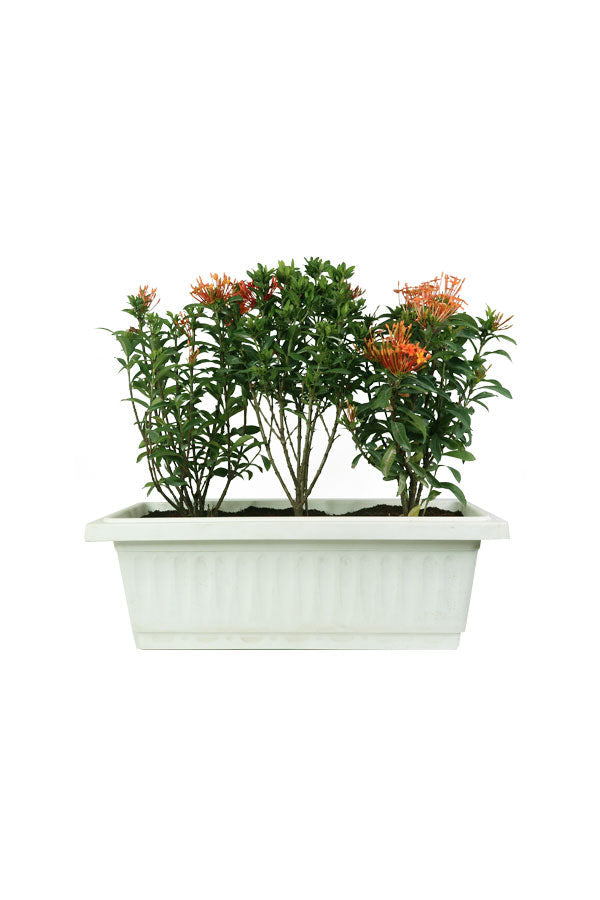 Ixora -coccinea- outdoor floweing plant