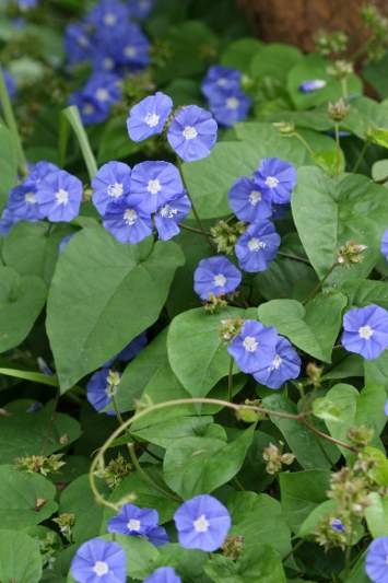 Sky Blue Cluster Vine