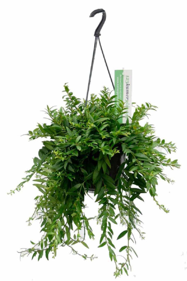 japhrolepis Lipstick Plant