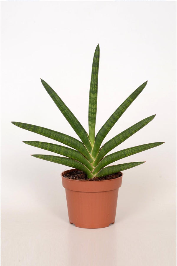 Sansevieria Motum Kenya