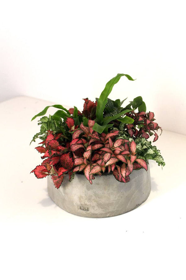 Konkri Tropical Garden